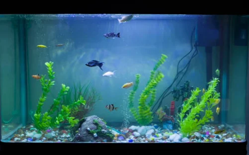 Fish tank oxygen pump